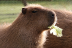 Capybara.Clan