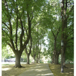 The Elm Of Choas