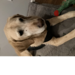 Please love my doggy please