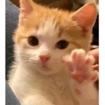 kitty-5