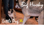 The Official Pug Husky Squad!