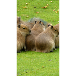 Capibara Kinga