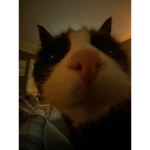 Potato's ff