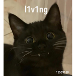 l1v1ng