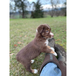 We love puppers