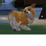 Dogs are supper cute