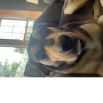 DogeEditz fan group