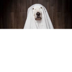Zombie Ghosts