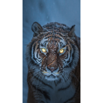 Tigers.