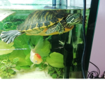 Turtle team ONLY for Players who like turtle