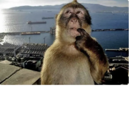 monkey spin