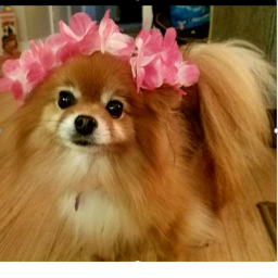 Addie's Pomeranian Loving Group's obby
