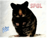 Syrian Flight Group (SFGL Air Travel)