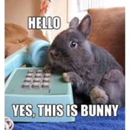 King Bunny's Office!