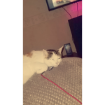 Forpetsonlyy
