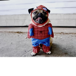 D pugs group