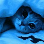 kittiess :3