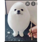 Agent Eggdogs
