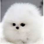 Cute Fluffy Puppies!