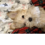 Puppiesssssssssssssssssss