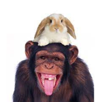 Bunny and Monkey Sqaud