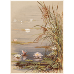 Water Lilly’s <3