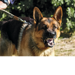 TheDogSquad#