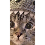 The crazy cat people
