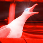 -Seagull Group-