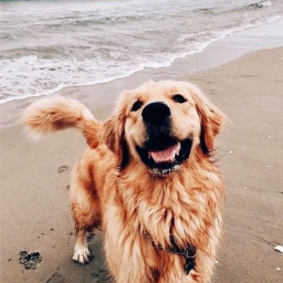 dogs