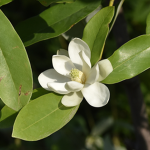 Southern Magnolia