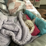 CASH THE CAT