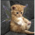 faerie caet