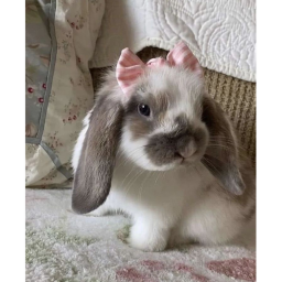 ୨୧
