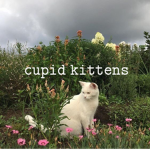 cupidkittens