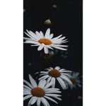 Viktria789