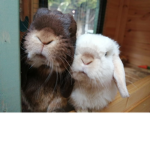 Animal Friends UwU