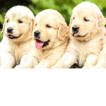 Puppy fanclub