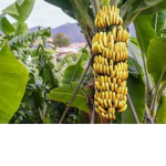 epic gamer banana gang