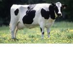Baby Cows United