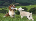 DO U LOVE ANIMALS