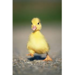 DUCK_ARMY_DUCK