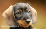 Weiner dog lovers