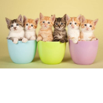 *~Callie's Kittens ~*