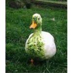 The Green Duck