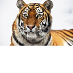 The Tiger Group Have Fun