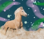 *northern light stables*