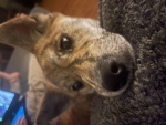 Puppy group <3 :3