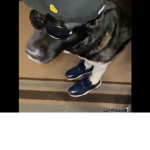 pogger gamer group