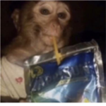 Monke Drinking A Capri Sun